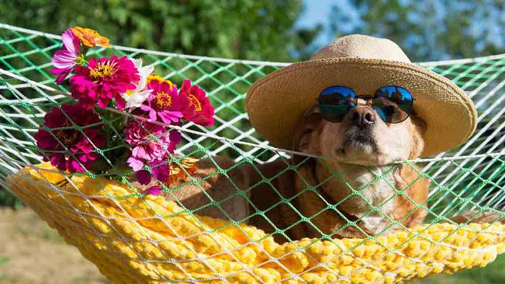 How long does the rabies vaccine last for long-term travel?